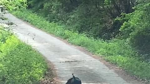 peacock walking in the mountain