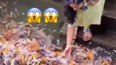 Oh, my God, a little bit of food can make a pond full of goldfish