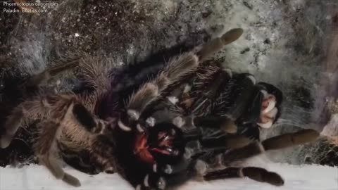 Phormictopus cancerides Molt Hyperlapse - Microscope Pics At The End