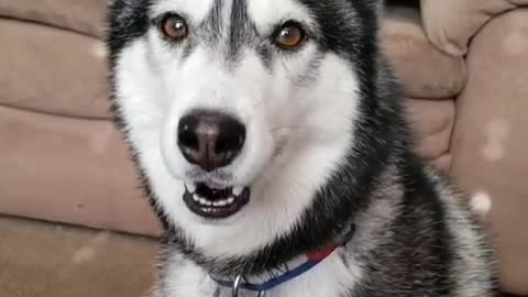 Siberian Husky saying I love you