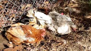 Bath time for chickens