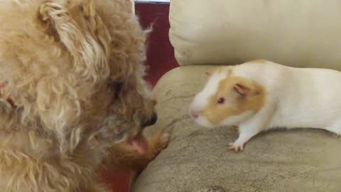 dog vs guinea pig