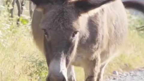 Animal Transformation Growing Up Before & After | Donkey, Turtle & Deer #shortsvideoviral