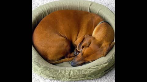 Why do dogs curl up while sleeping