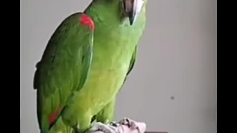 parrot Telking - Smart And Funny parrots