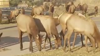 Elk Herd Passes Through Parking Lot