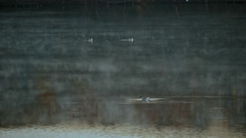 Birds Flying And Paddling Over The Lake Surface