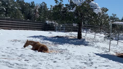 Palomino Horse Makes A Snow Angel