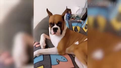 Funny dog video