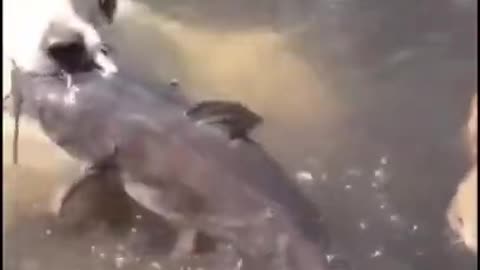 A cute dog that helps it's owner catch fish