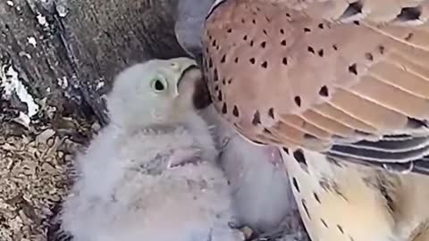 Mother bird catches a mouse