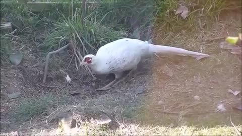 Watch the most beautiful birds in the world