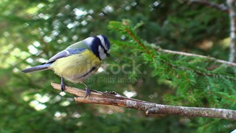 Blue Tit Perching on the Branch stock vide.