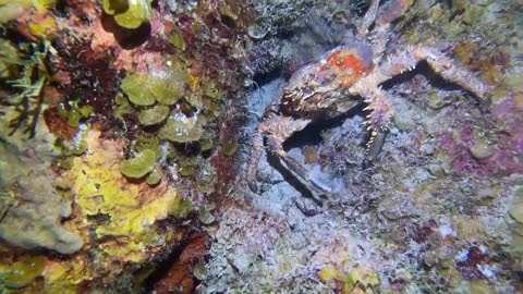 Crab on Night Dive Curacao, 8/10/2022