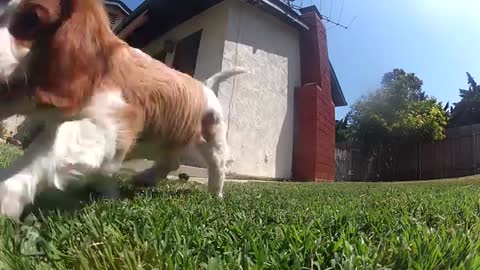 Puppy Love - Cavalier King Charles Spaniels