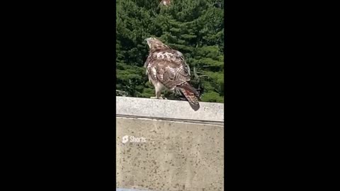 Red-Tailed Hawk calling while two others fly around in circles