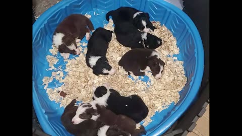 Border Collie Puppies