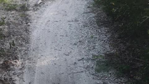 Huge Alligator on Mountain Bike Trail