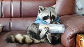 Raccoon eats all the grapes, turns over the bowl, and checks the empty bowl.