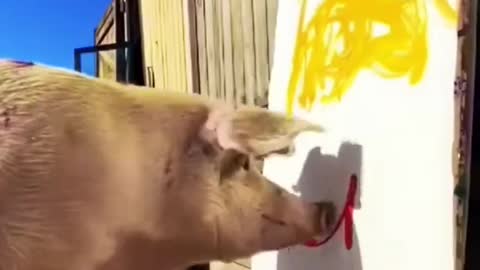 A piglet who loves to draw