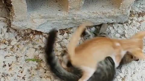 cat funny videos cat videos for cats to watch #animals #cat