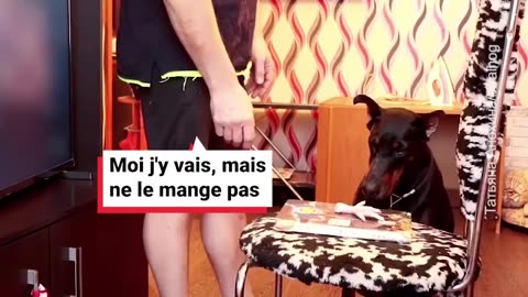 Un chien plus malin que son compagnon 😅