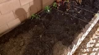 Prepping - Arizona side yard garden