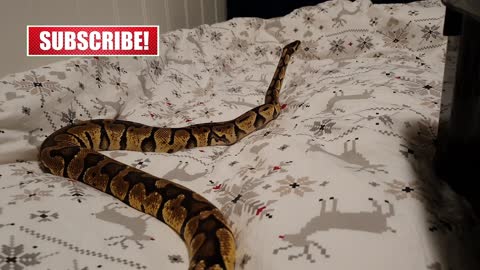 Here is my cute snake Qanon