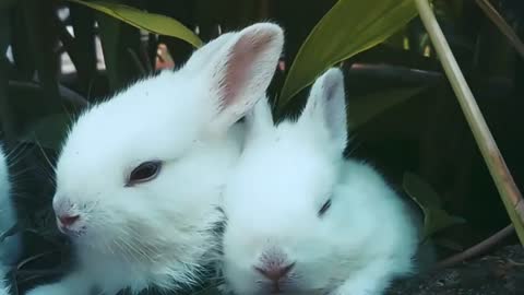 cute baby rabbit feeding activities