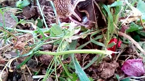 Snail takes his sweet time eating his lunch