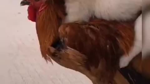 puppy and rooster