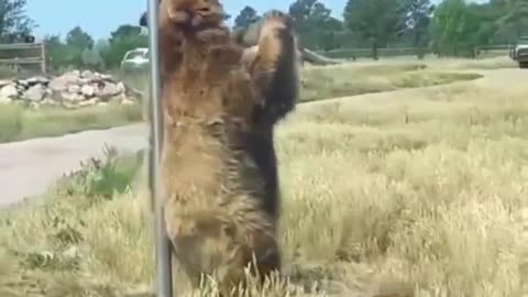 Bear dance