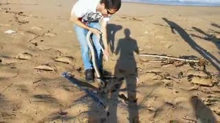 Snake catcher rescues Black Mamba swimming on Durban beach