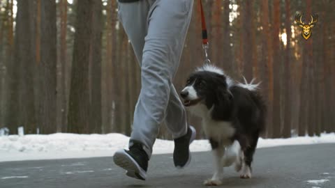 ¿Las mascotas mejoran o empeoran nuestra calidad de vida?