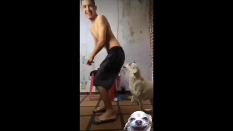 the dog did not like the dance