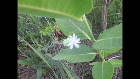 A Clovey Scent White Campion June 19, 2021