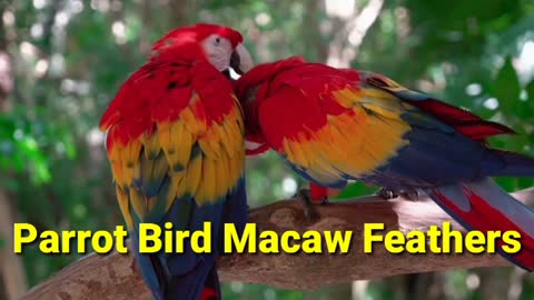 Parrot Bird Macaw Feathers