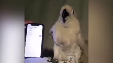 parrot talking, parrot sounds, parrot singing, parrot fish, parrot tv, parrotlet, parrot dancing, parrot talking funny, parrot minecraft, parrot alexa, parrot anafi, parrot anafi drone, parrot annoys cat, parrot and cat, parrot alexa shopping list, parrot