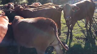 Droughtmaster herd getting stuck into a bale of Rhodes Grass