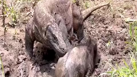 Komodo dragon hunting pig