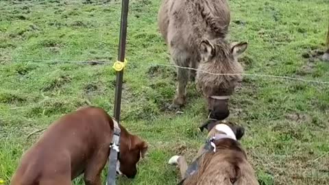 Dog Accidentally Touches Electric Fence