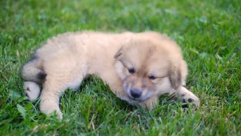 puppy dog wide shot outside on grass laying onher side eating grass