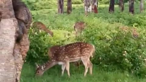 #shorts | Bandipur Forest | #wildlife #jungle #Safari #bandipurtigerreserve #karnatakatourism