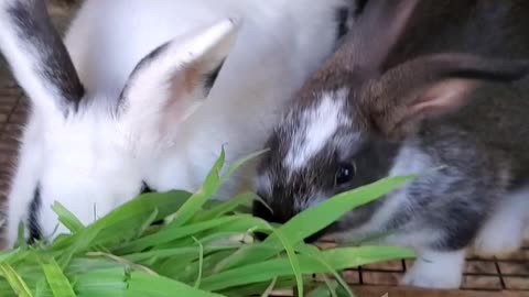 Mama Rabbit eating with baby rabbit