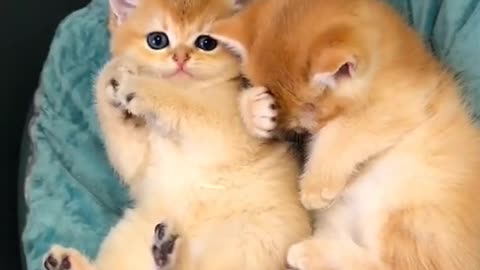 OMG So Cute Cats ♥ Best Funny Cat ❤️🐈Videos 2021 #shorts