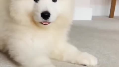 Cute Dog Video