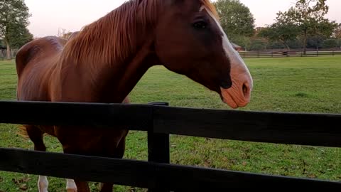 Beautiful Horses