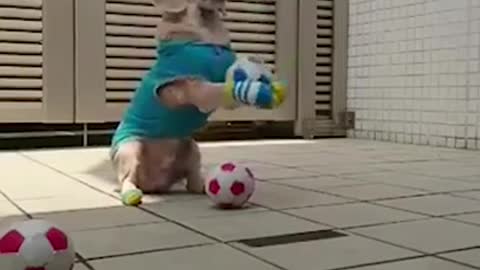 Cute Dog Playing And Dance Funny