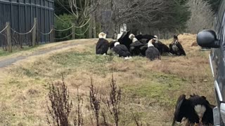 Awesome Eagle Encounter