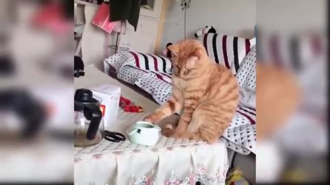 Best cute and funny cats video and dance 2021